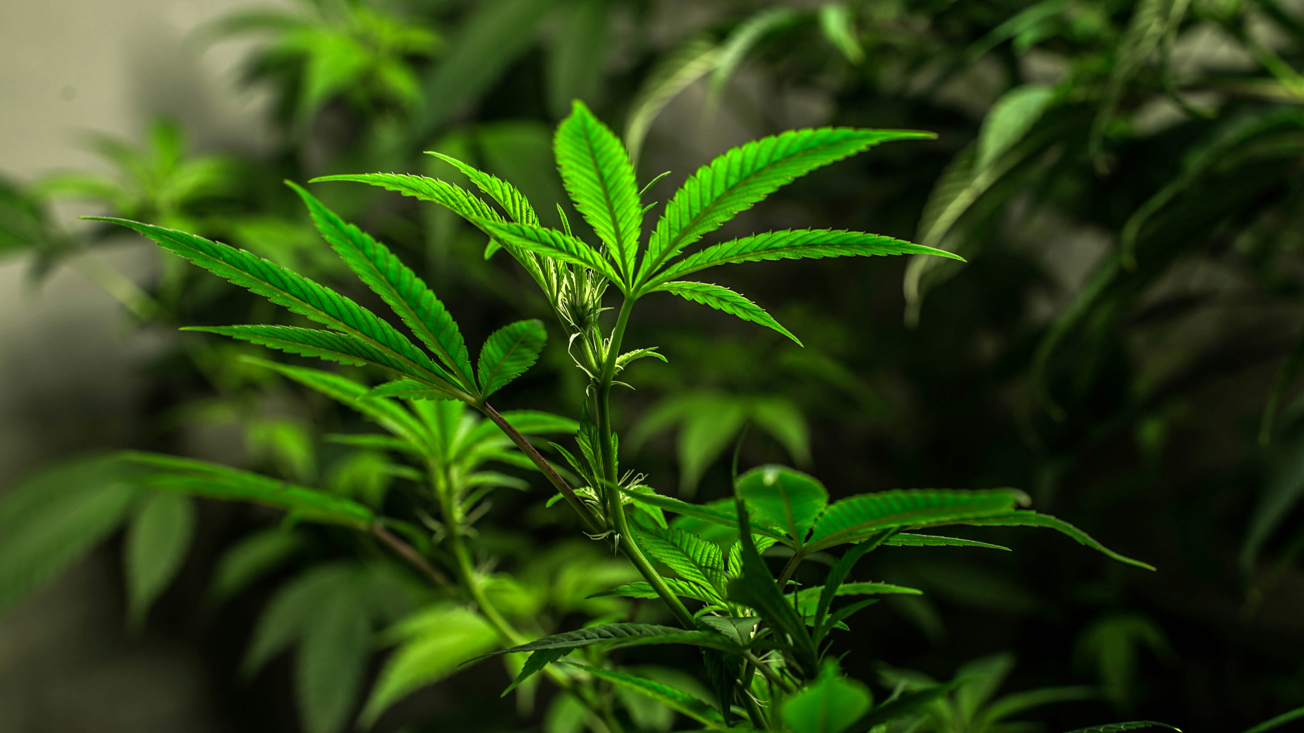 Imagens de Folha De Erva Daninha | Baixe imagens gratuitas na Unsplash, image size:3000x1687