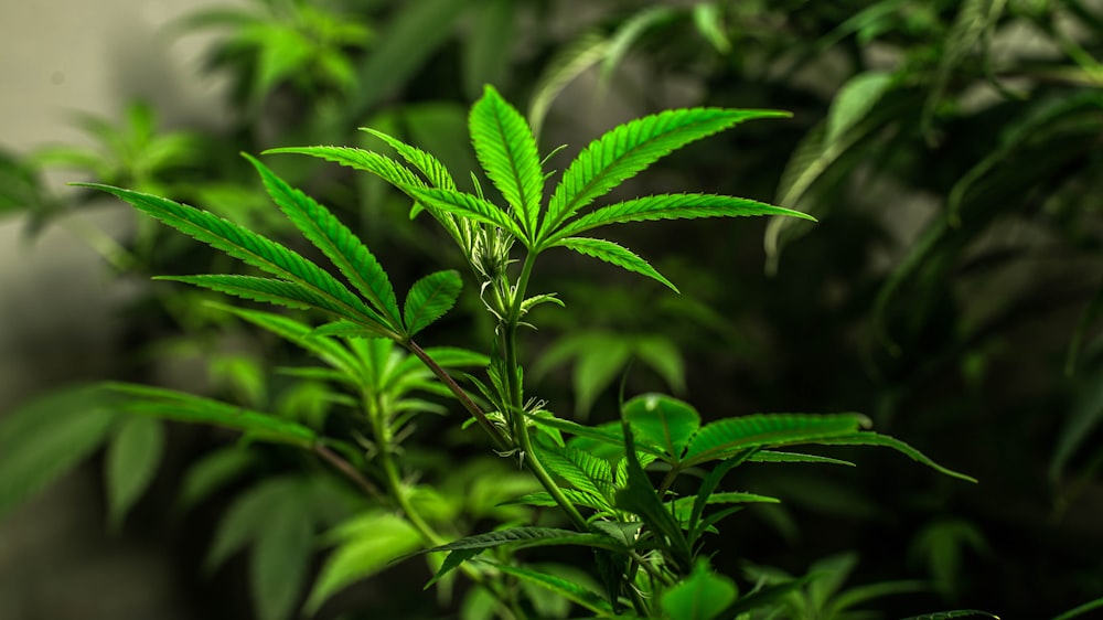 a close up of a green plant with leaves