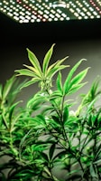 a close up of a plant with lights in the background