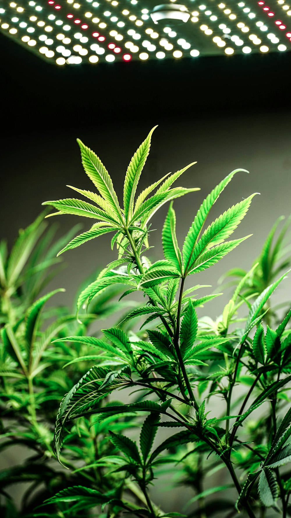 a close up of a plant with lights in the background