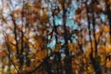 Branches with sparse leaves in the foreground are set against a backdrop of vibrant autumn-colored foliage. The background features a bokeh effect, emphasizing the sharpness and detail of the leaves and branches in the foreground.