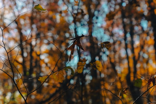 Branches with sparse leaves in the foreground are set against a backdrop of vibrant autumn-colored foliage. The background features a bokeh effect, emphasizing the sharpness and detail of the leaves and branches in the foreground.
