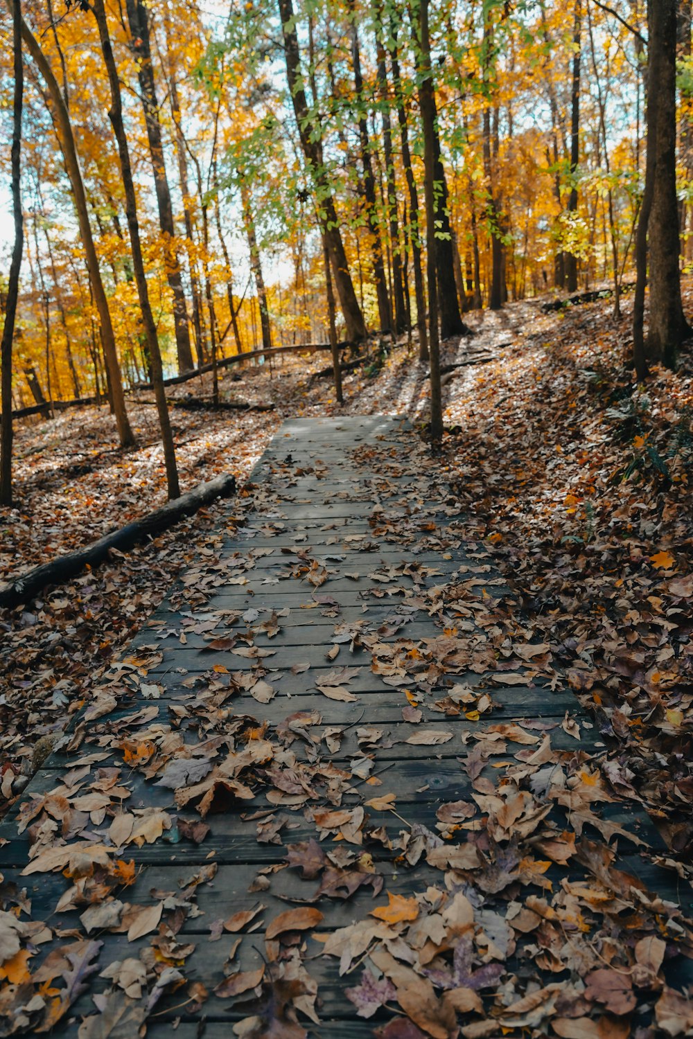 a path in the woods with leaves on the ground