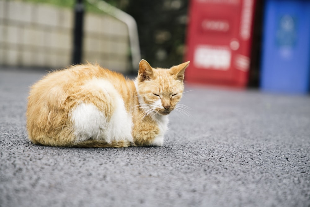 an orange and white cat laying on the ground