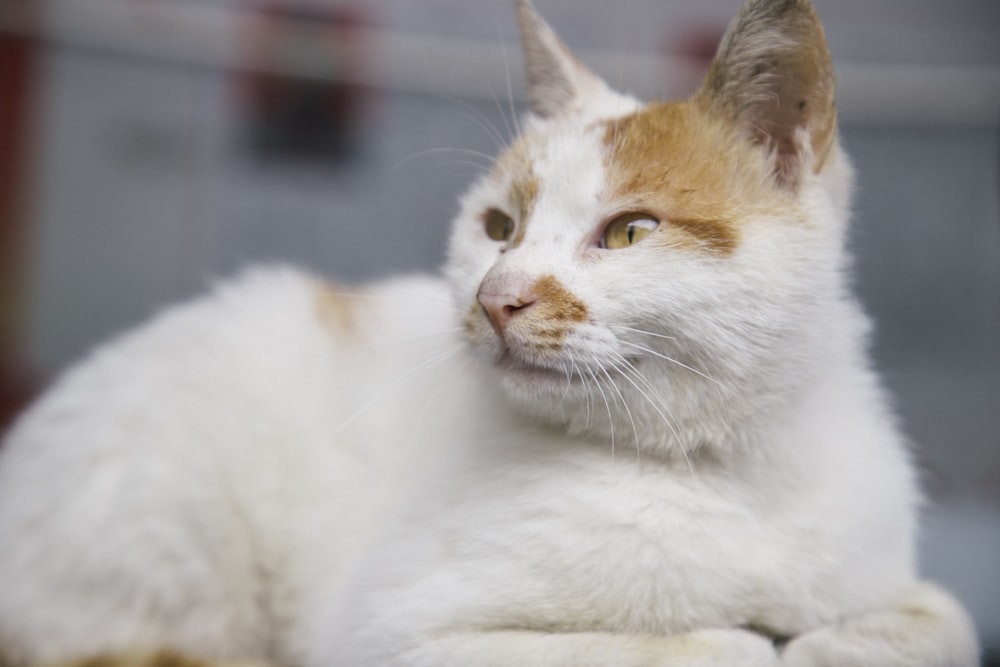 a close up of a white and orange cat