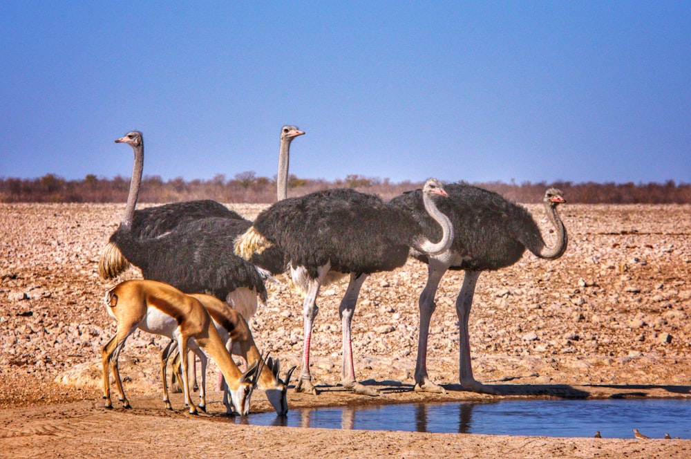 a group of birds that are standing in the dirt