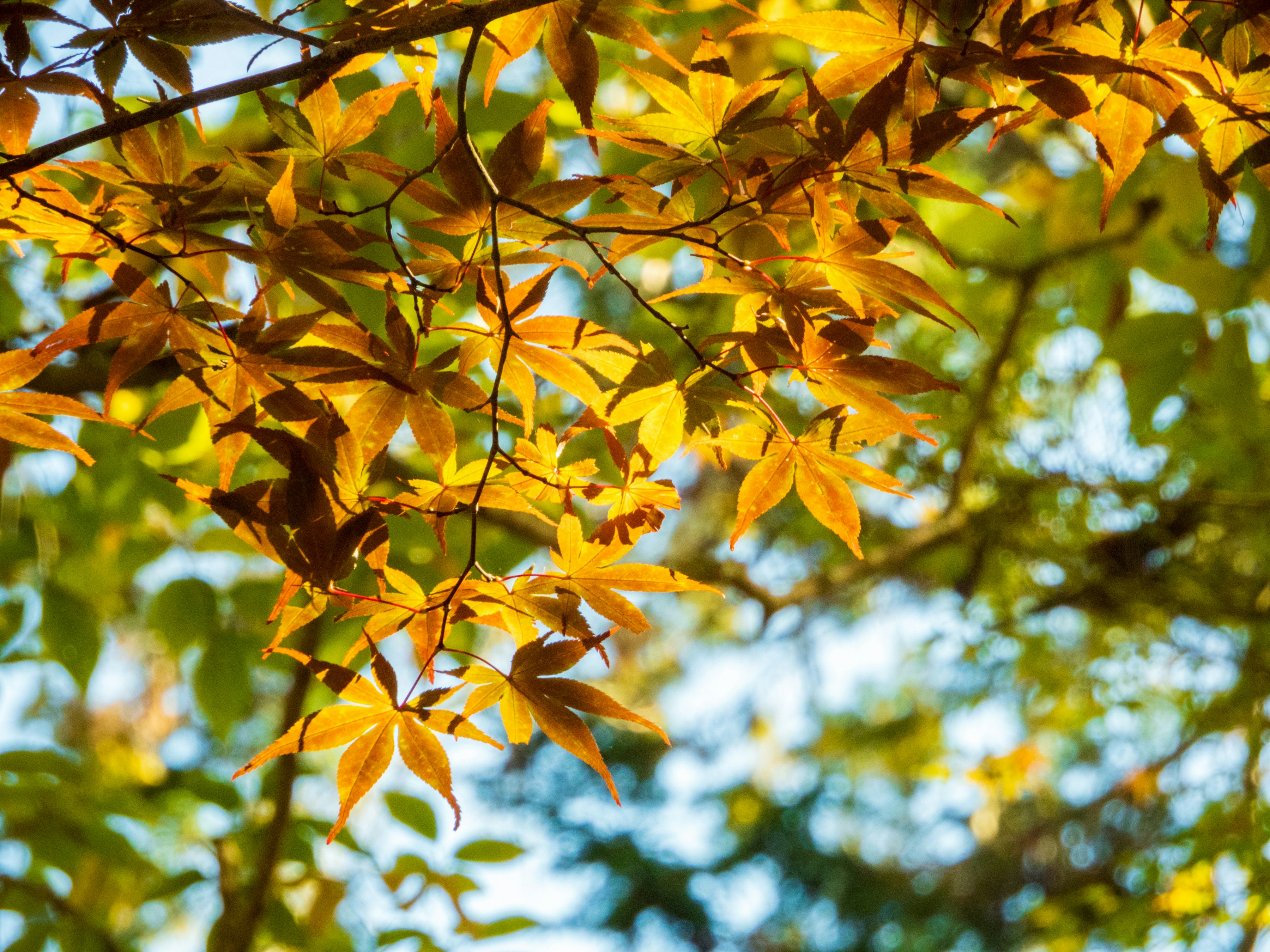 Photo by heppoko_yama