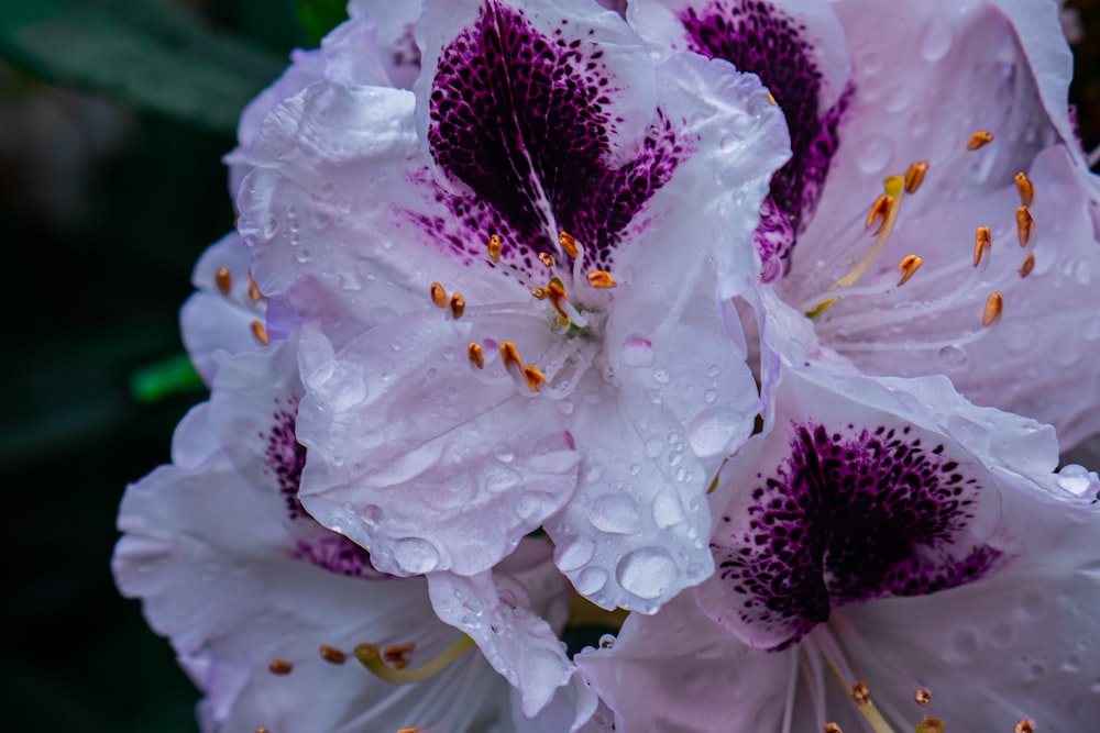 fiori viola e bianchi con goccioline d'acqua su di loro