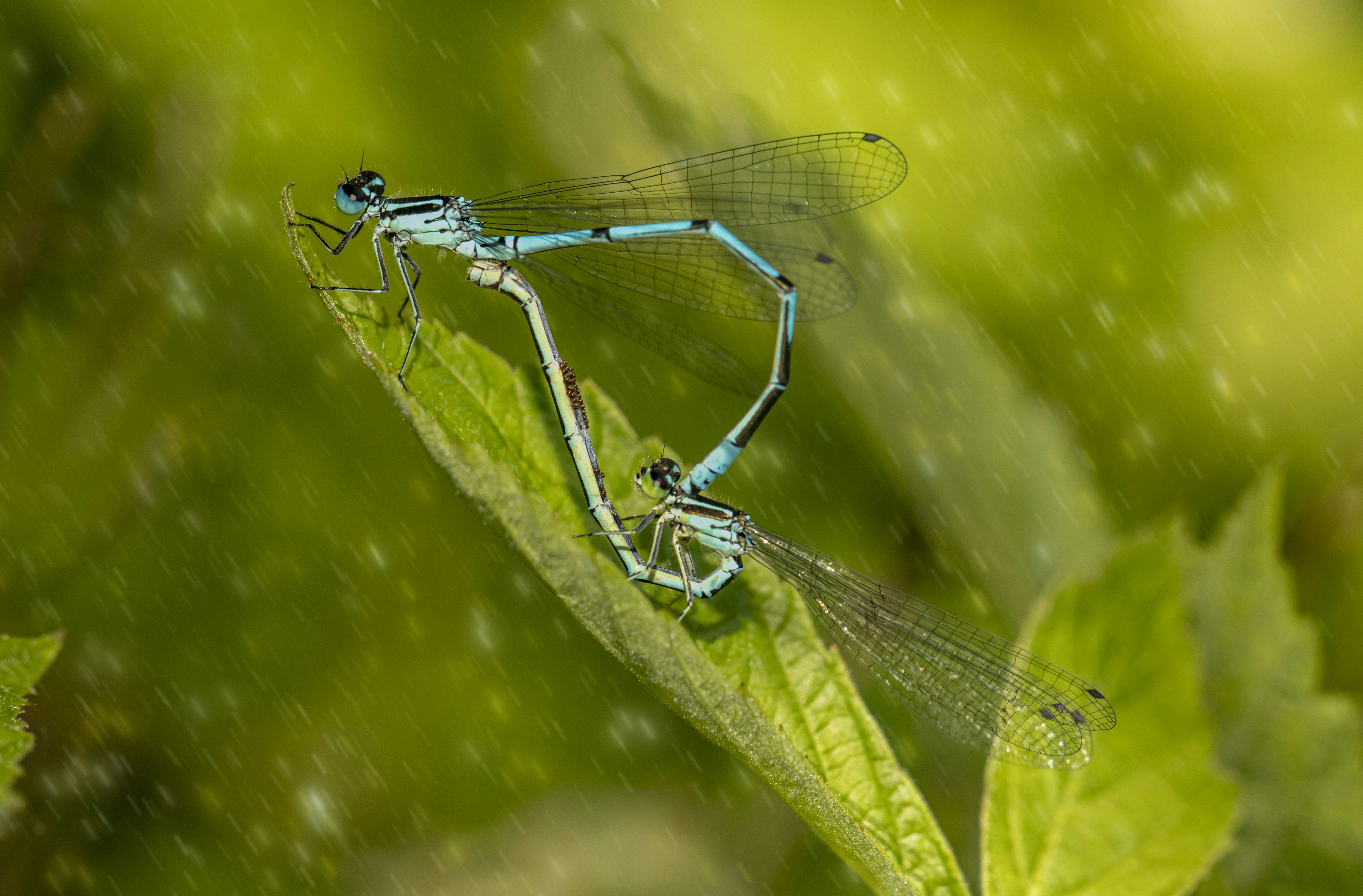 Photo by erik_karits