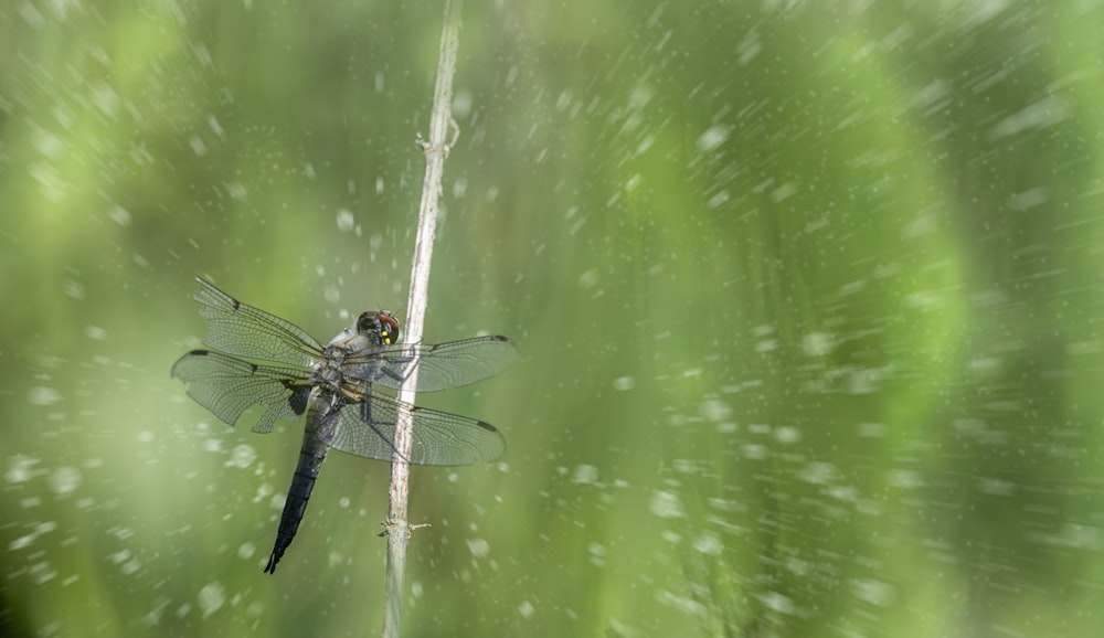 a dragonfly sitting on top of a green plant