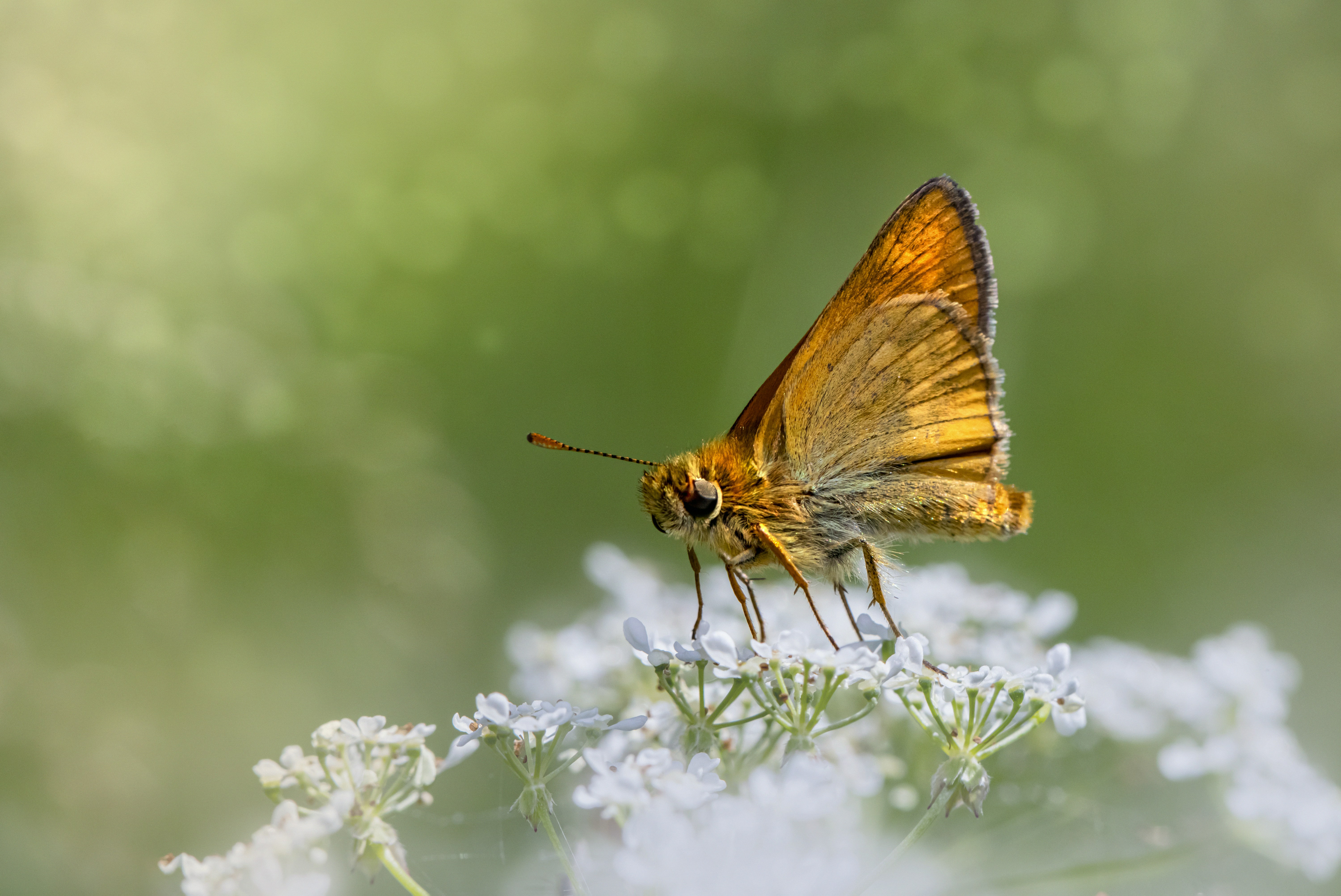 Photo by erik_karits