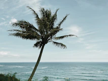 a palm tree on the beach with the ocean in the background