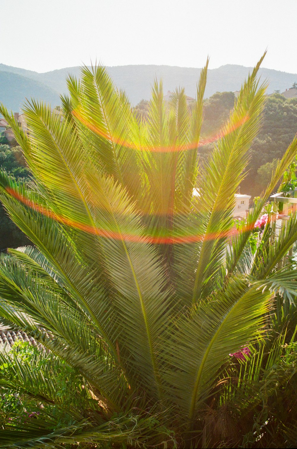 a palm tree with the sun shining through it