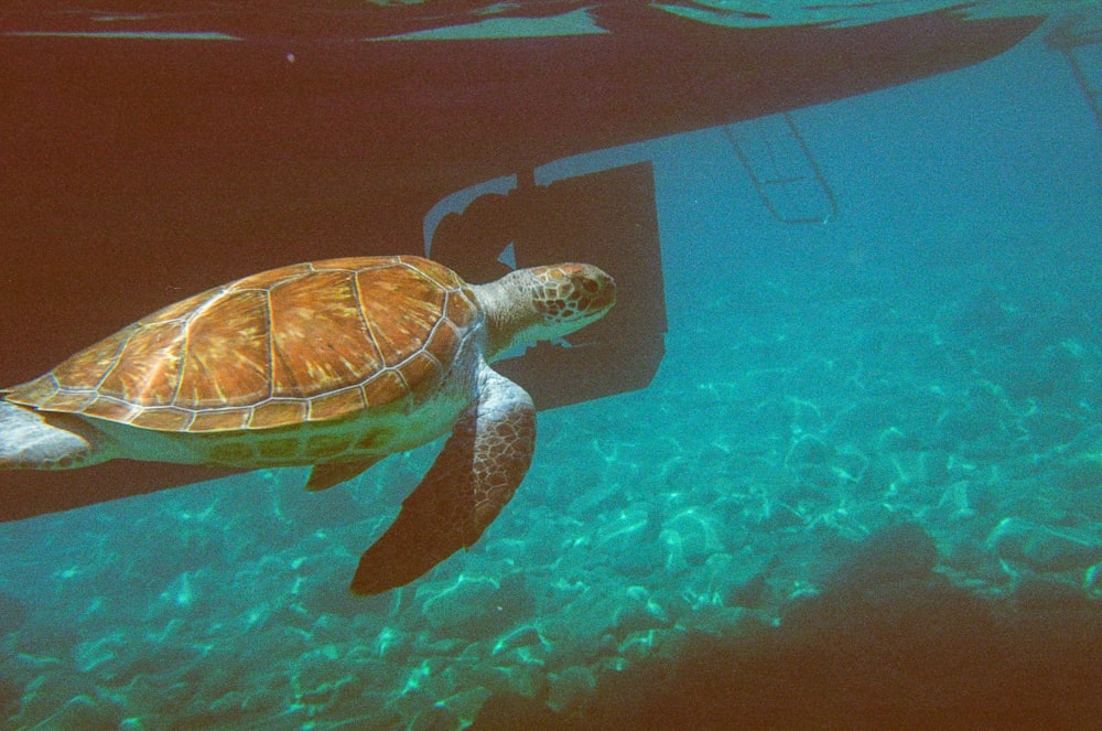 a turtle swimming in the water near a boat