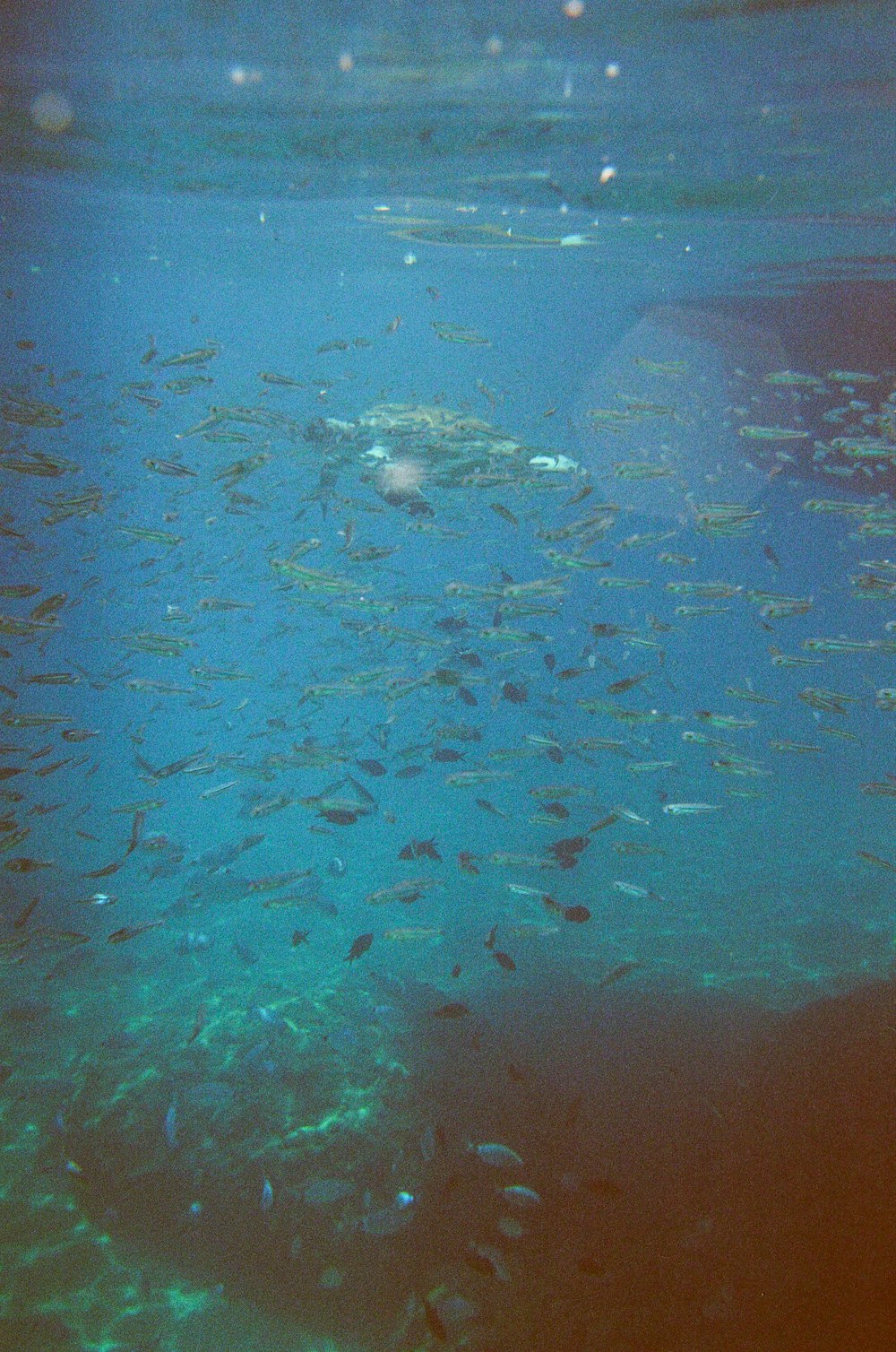 a large amount of fish swimming in the water