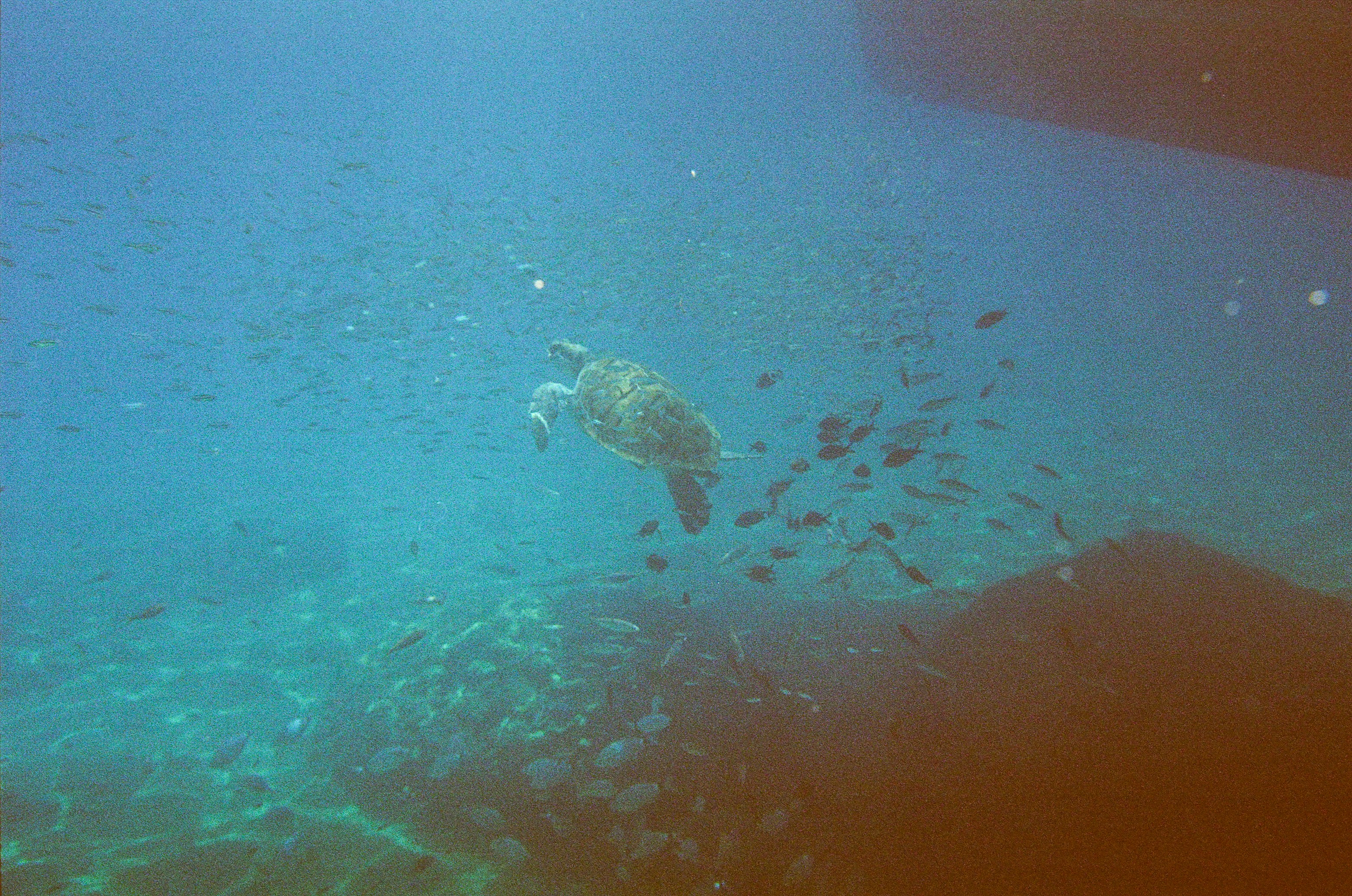 A turtle swimming in the ocean surrounded by fish photo – Free Blue ...