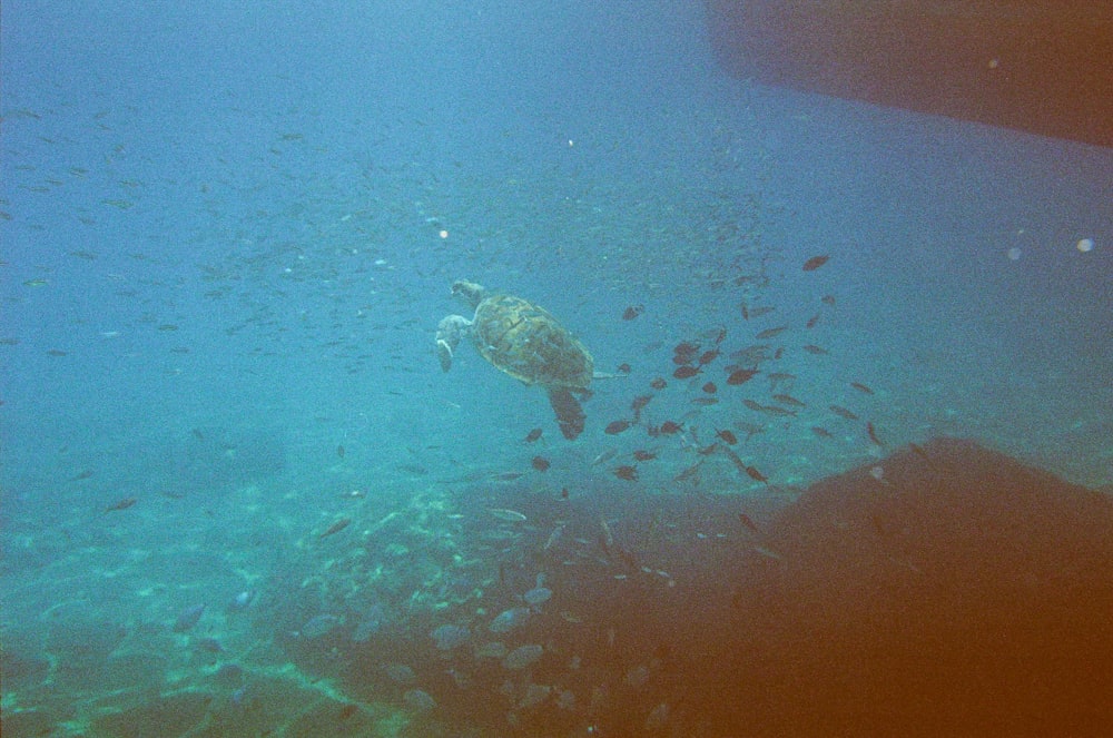 a turtle swimming in the ocean surrounded by fish