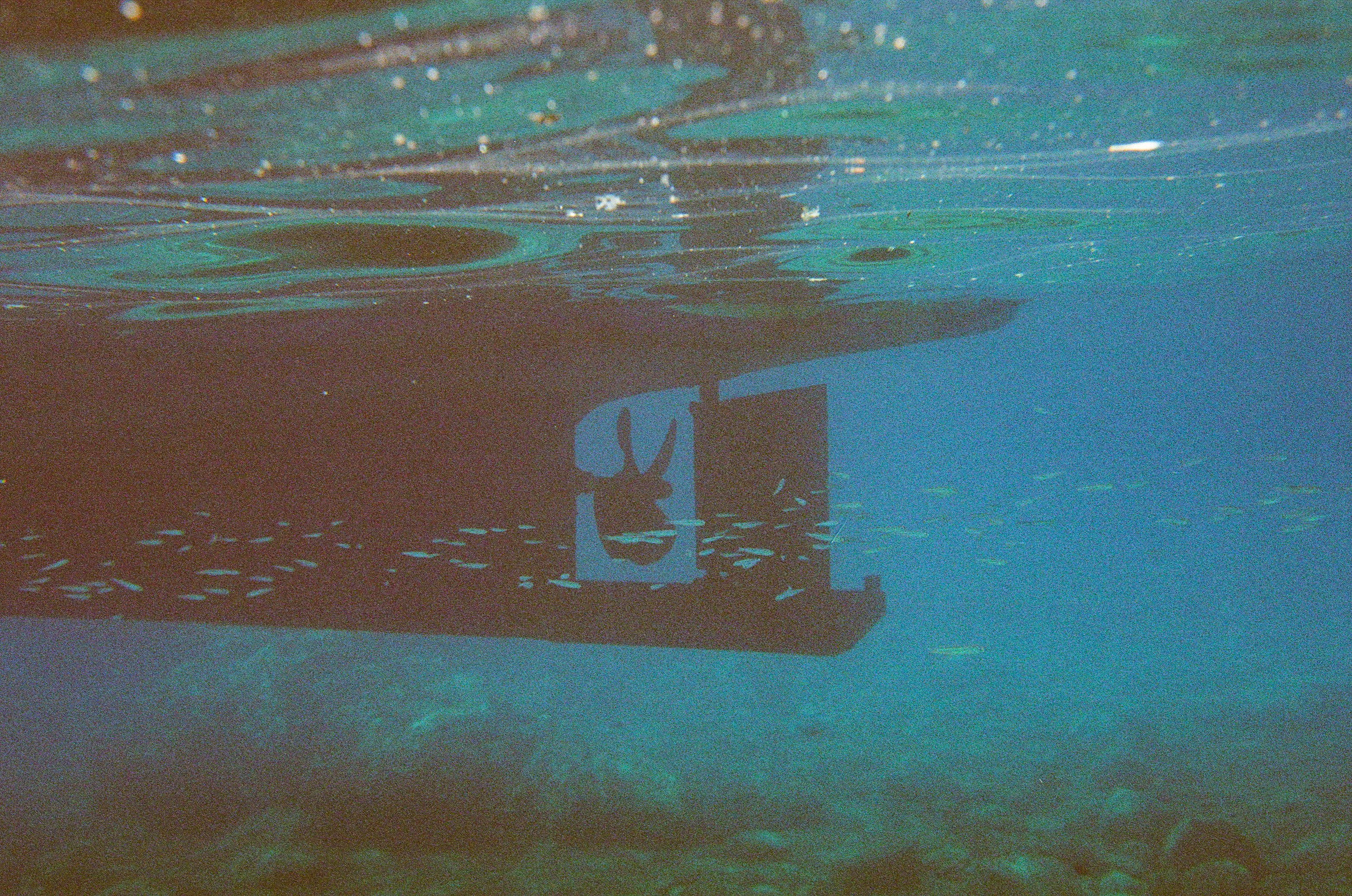 Underwater Film Photography - Fish in the Sea