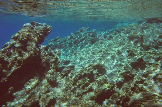 A vibrant underwater scene featuring a rocky coral reef with various shades of green and blue. The reef exhibits intricate textures and is bathed in sunlight filtering through the water's surface, creating a shimmering effect.