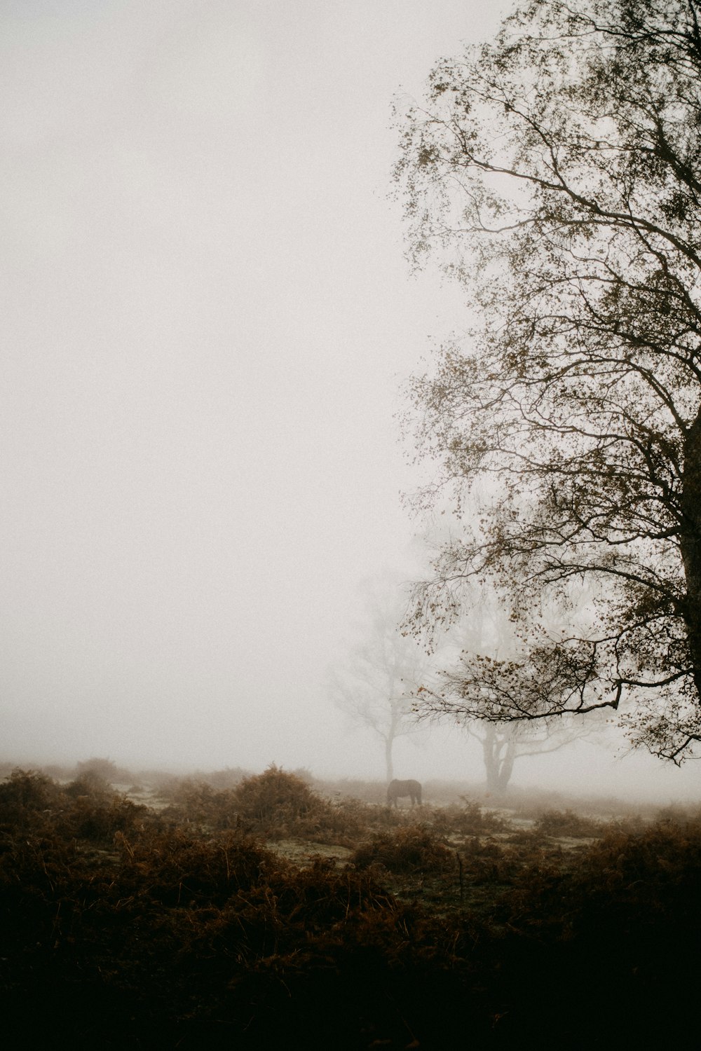 a foggy field with two trees in the distance