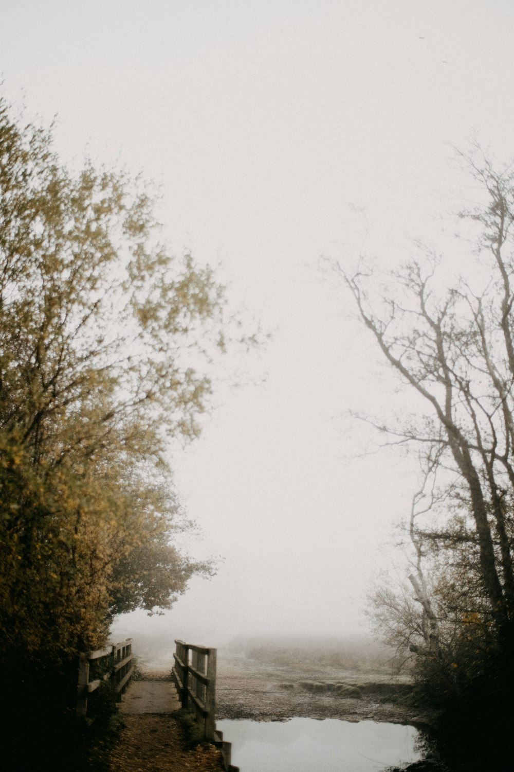 a foggy path leading to a body of water