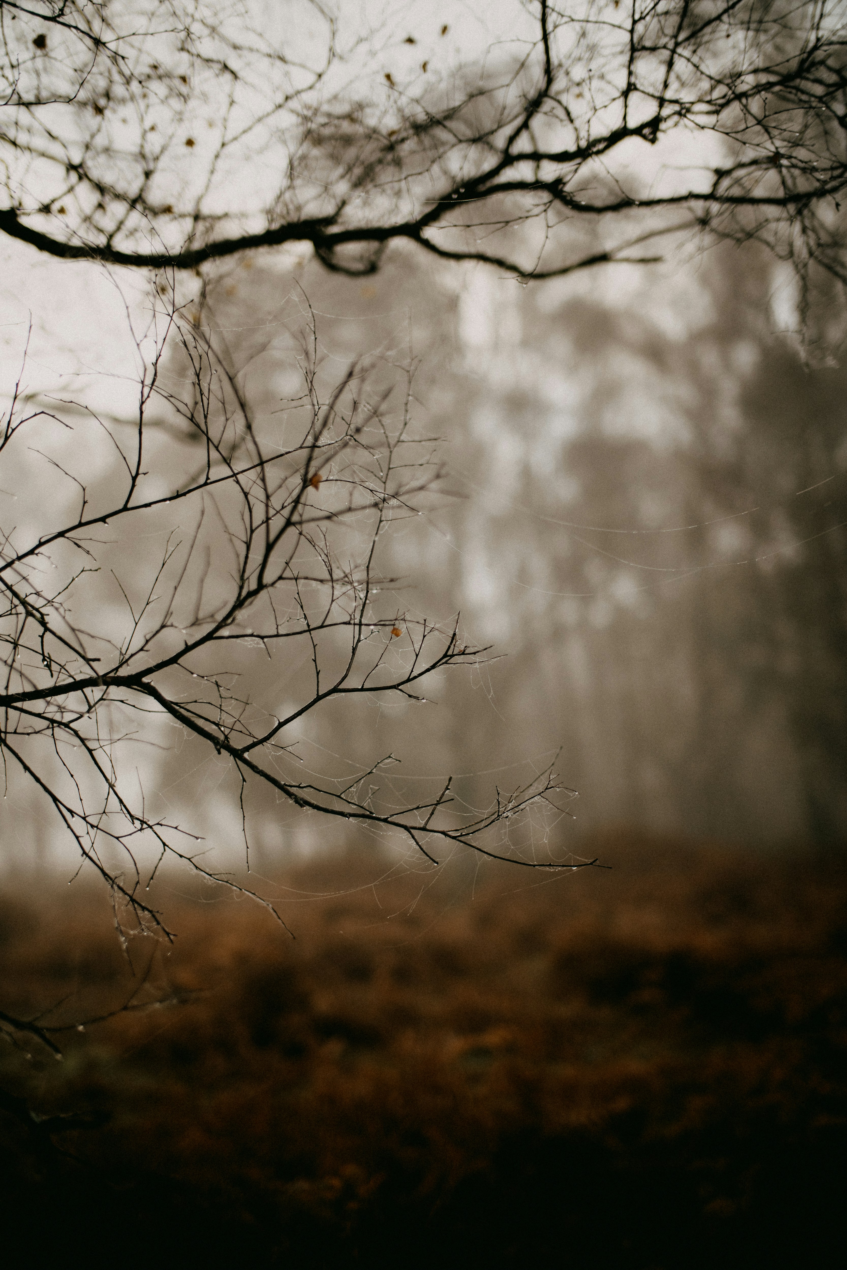 나뭇잎이없는 나무의 흑백 사진 사진 – Unsplash의 무료 겨울 이미지, image size:3000x4500