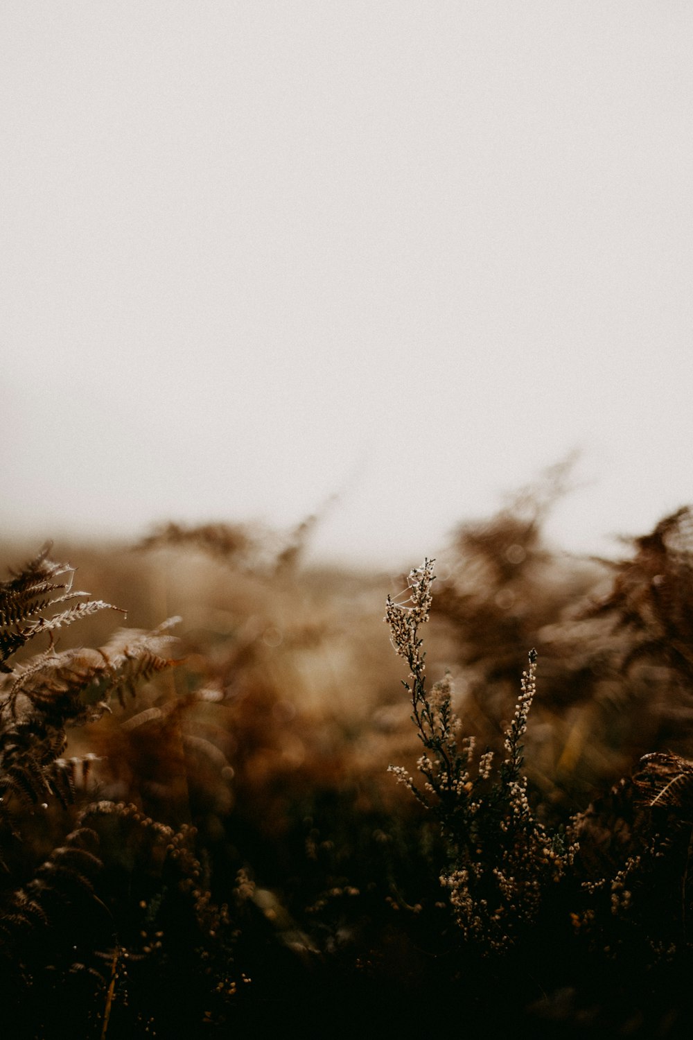 a black and white photo of some plants