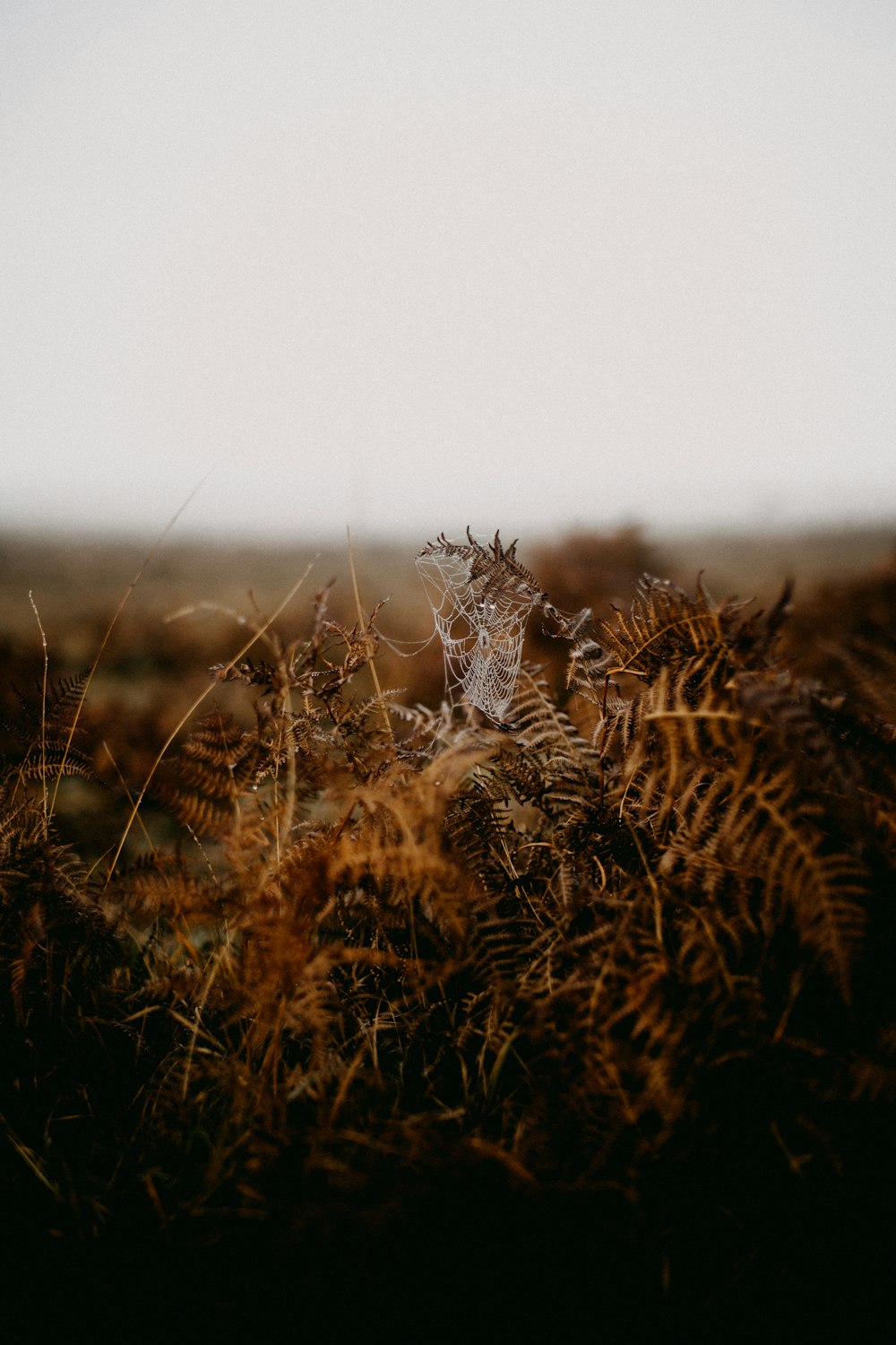 a blurry photo of a plant in the middle of a field