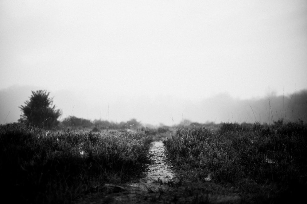 a black and white photo of a path in a field