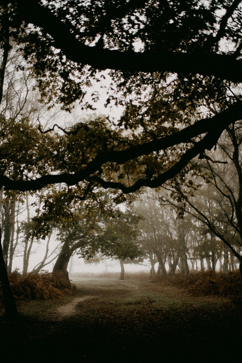 a path through a forest with trees in the fog