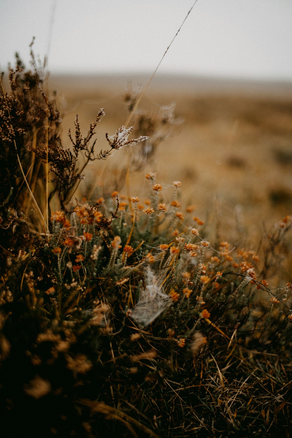 a field with a bunch of flowers in the middle of it