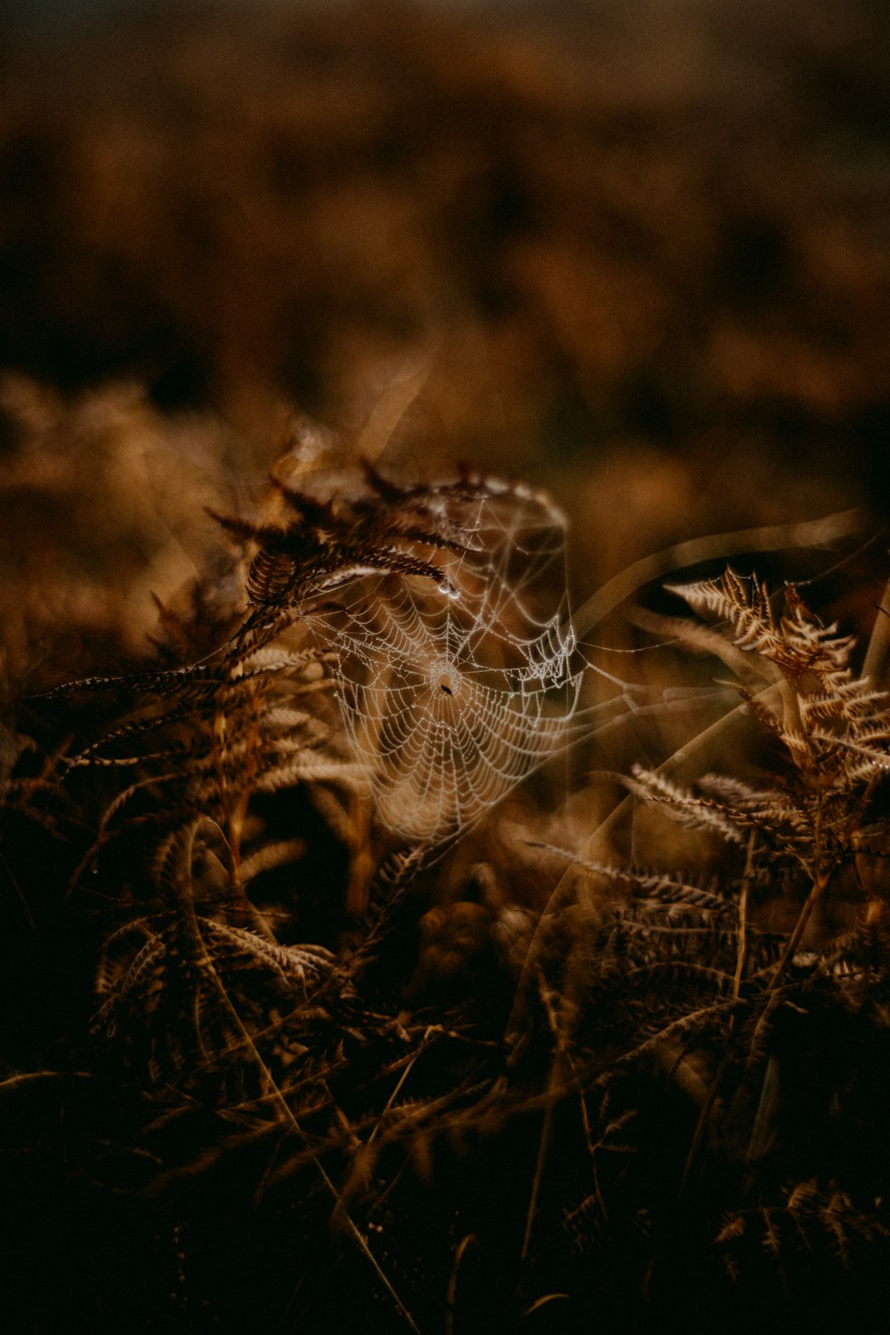 a spider web in the middle of a field