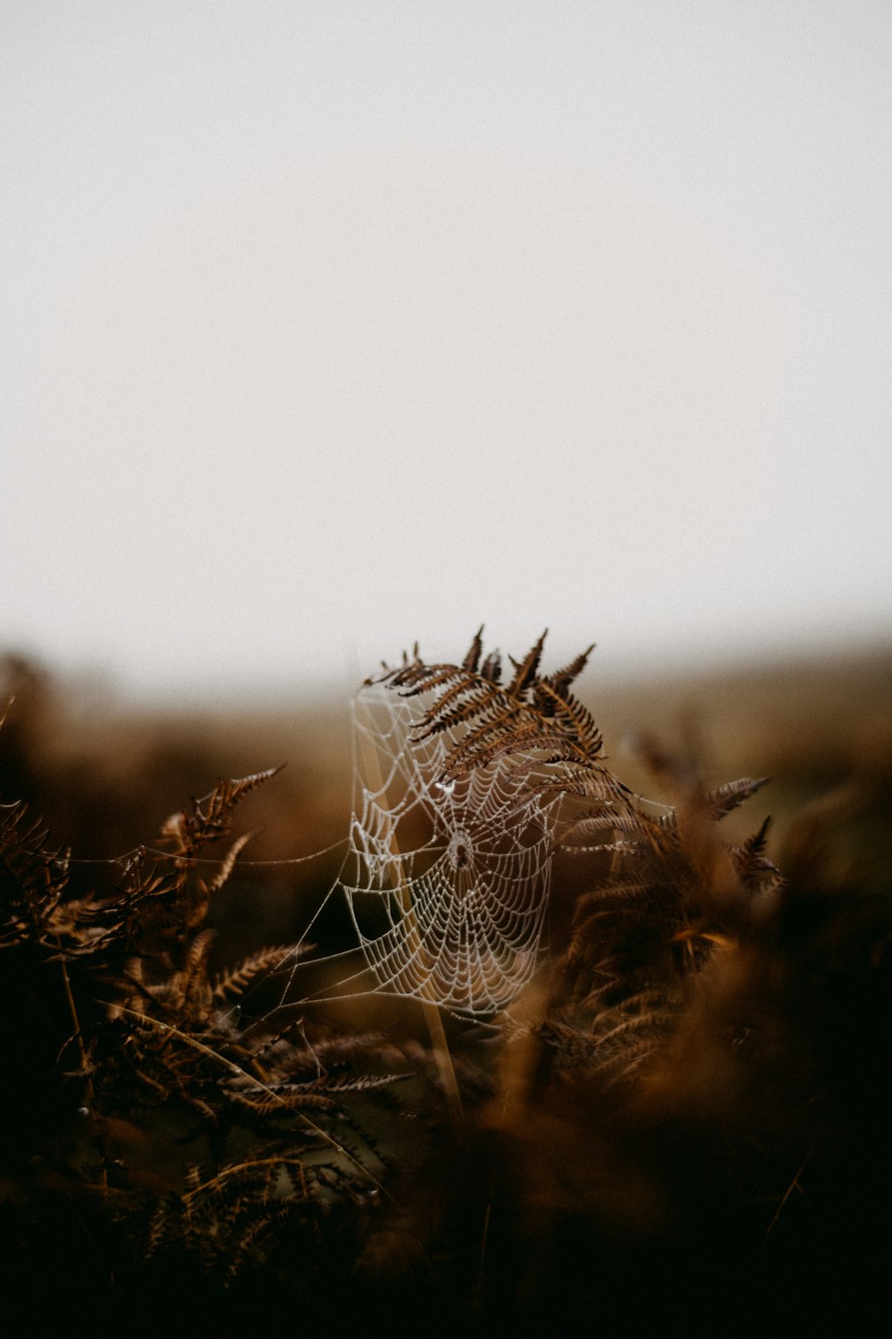 Una tela de araña en medio de un campo