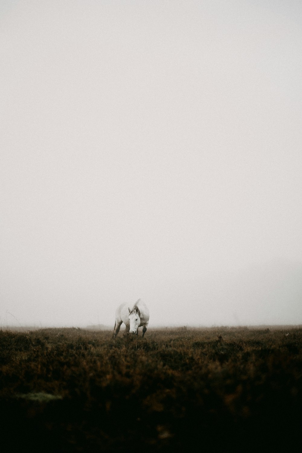 a couple of horses standing on top of a grass covered field
