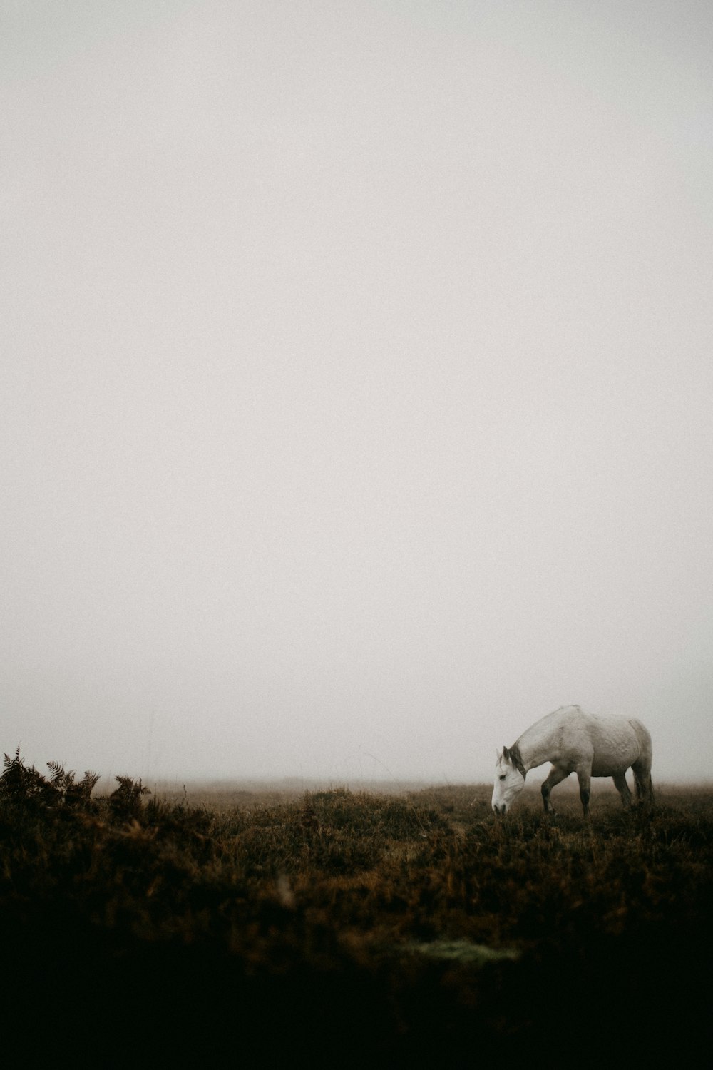 two horses grazing in a field on a foggy day