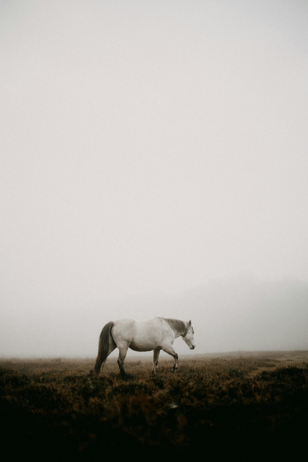 a white horse walking across a grass covered field