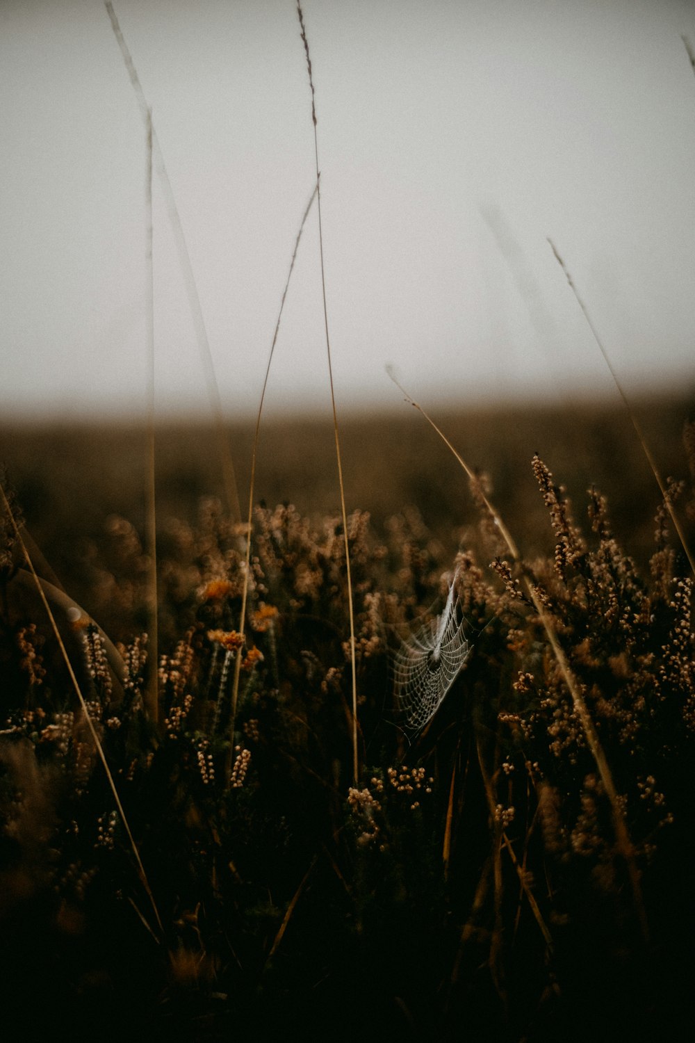 a bird sitting on top of a dry grass field