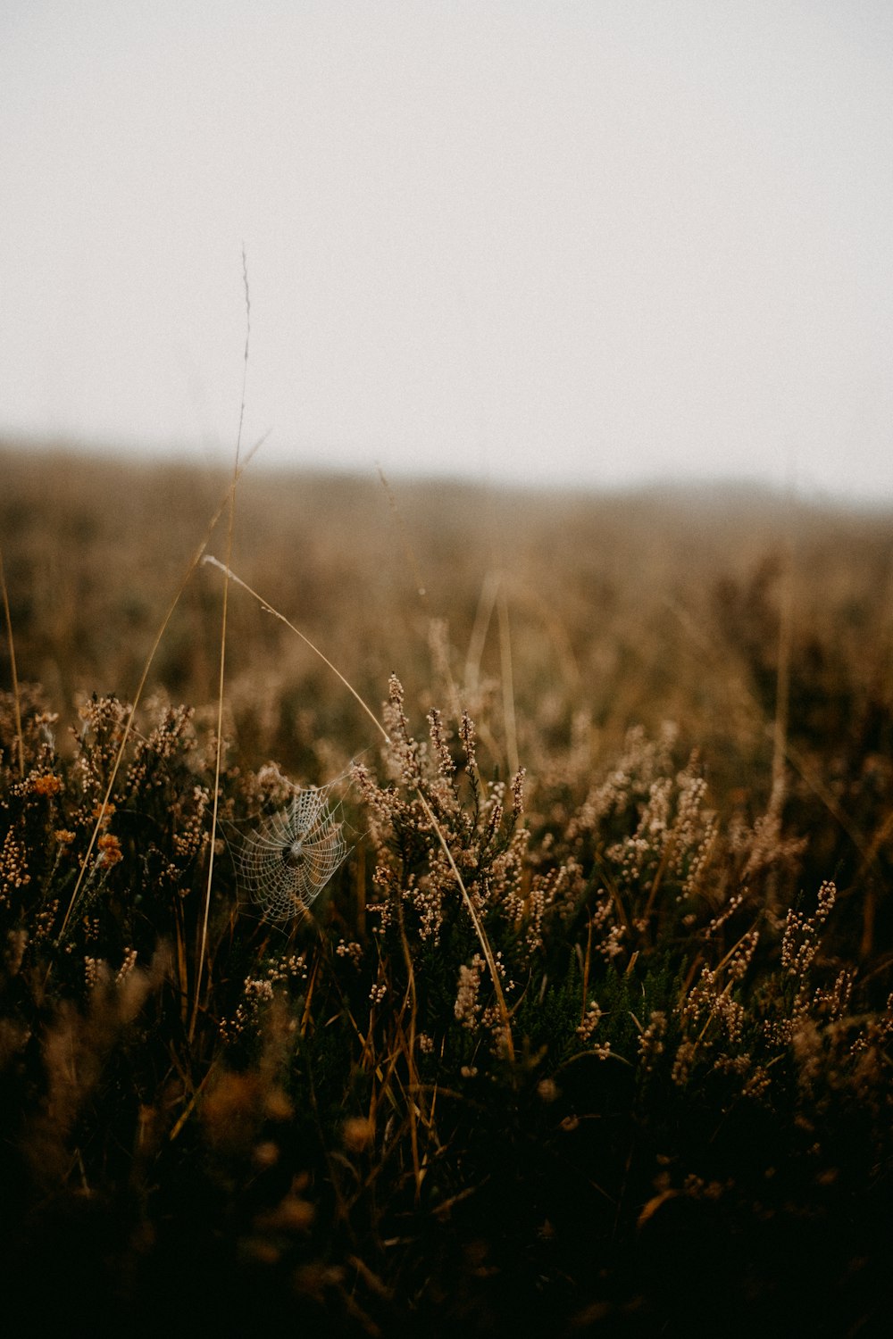 a field that has some grass in it