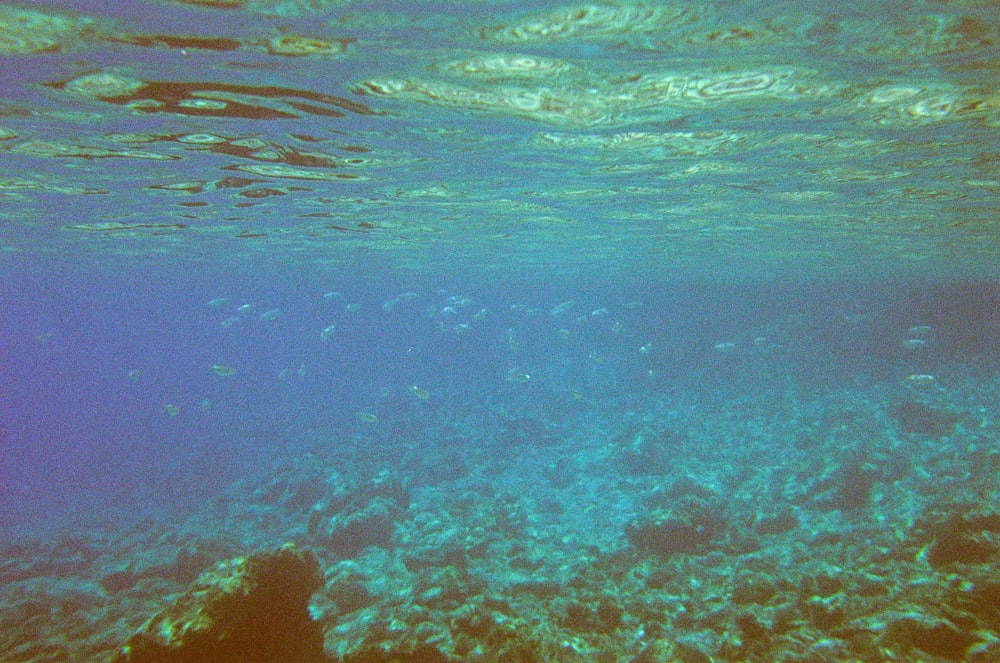 an underwater view of a coral reef with blue water