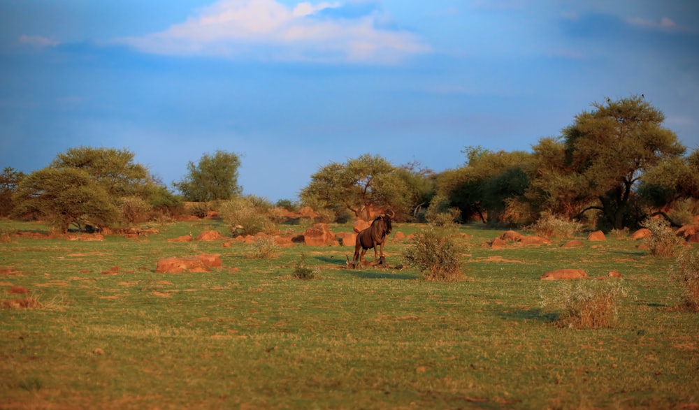 a brown horse standing on top of a lush green field