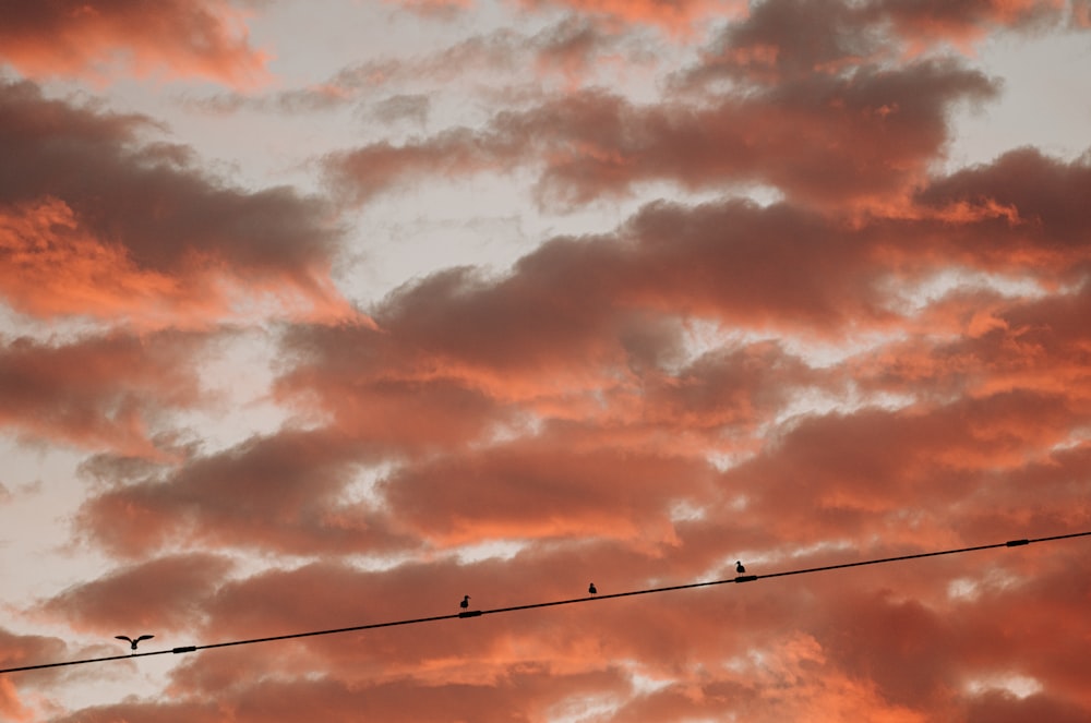 a flock of birds sitting on top of a power line