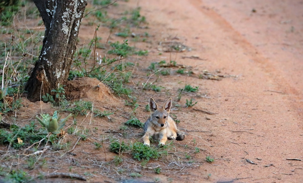 Ein Känguru liegt auf einem Feldweg neben einem Baum