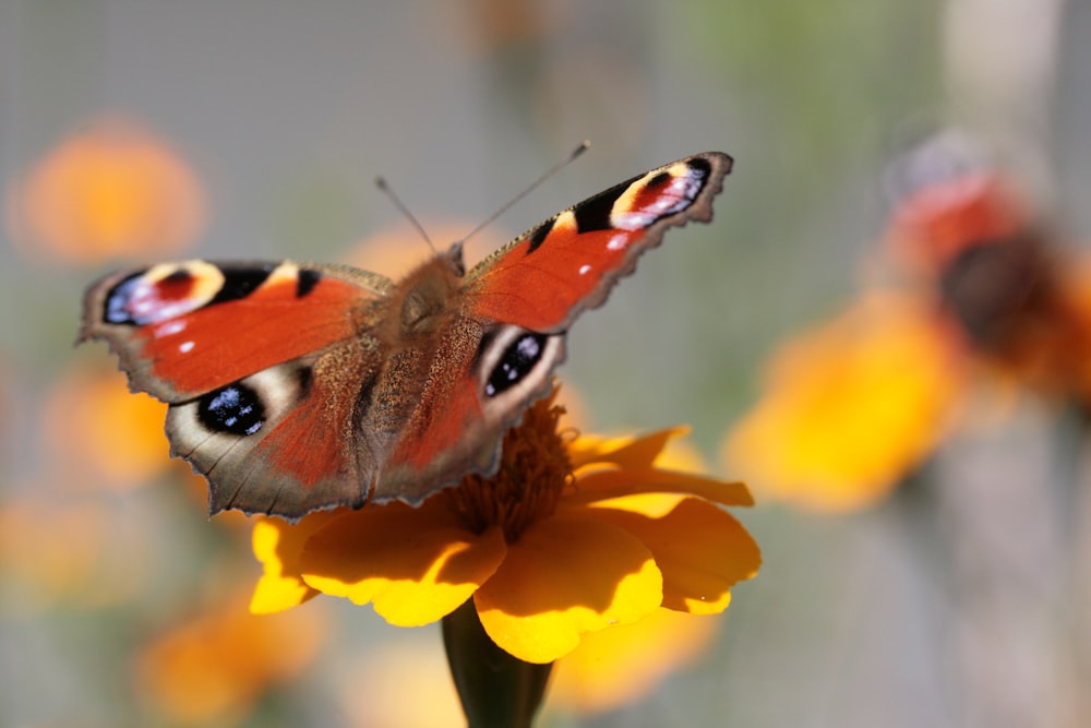 um close up de uma borboleta em uma flor