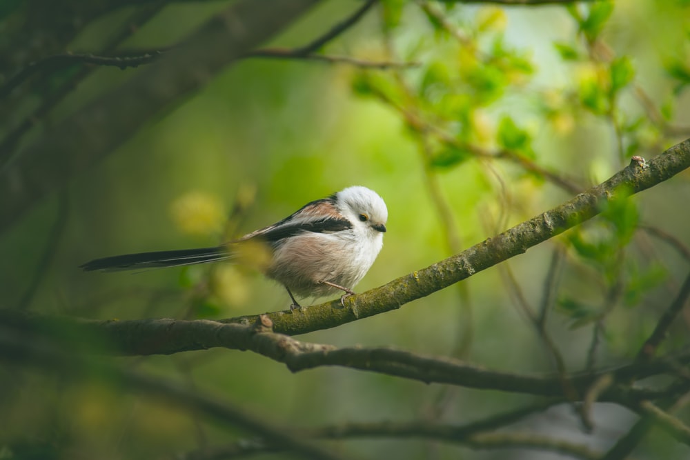 a small bird perched on a tree branch