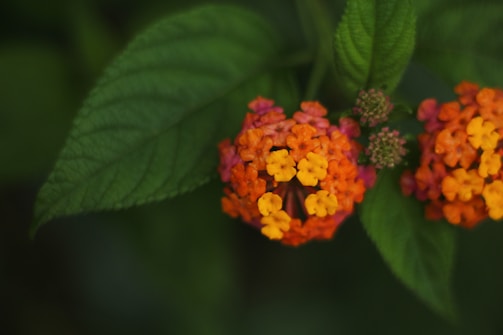 Bright clusters of small flowers in shades of orange and yellow are surrounded by lush green leaves. The flowers appear to be lantana blooms with a rich, vibrant coloration against the contrasting deep green background.