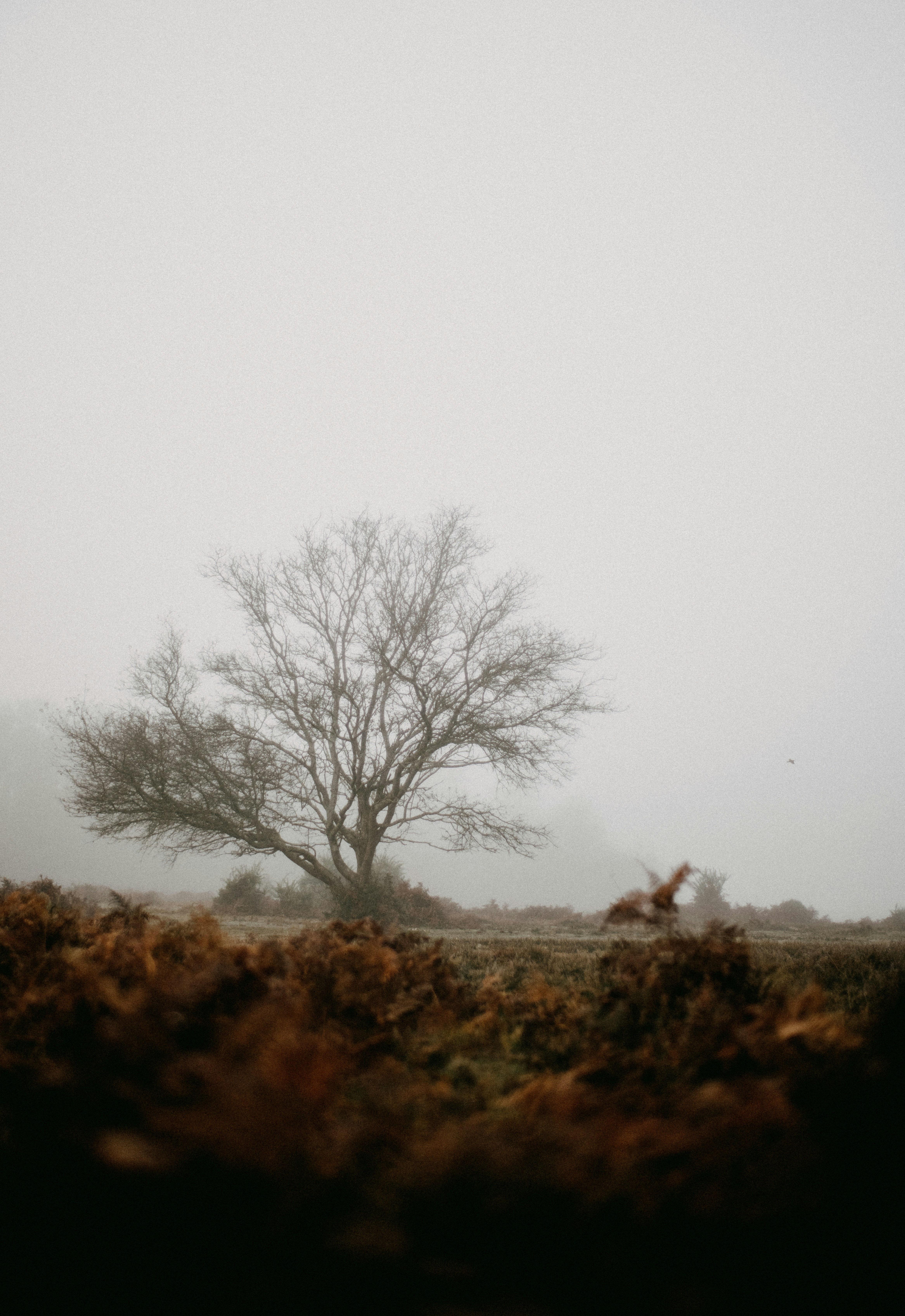 Photo by anniespratt