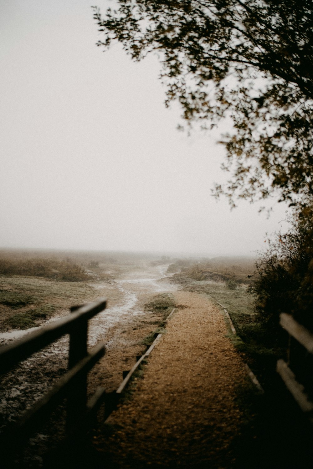 a path leading to a tree in a foggy field