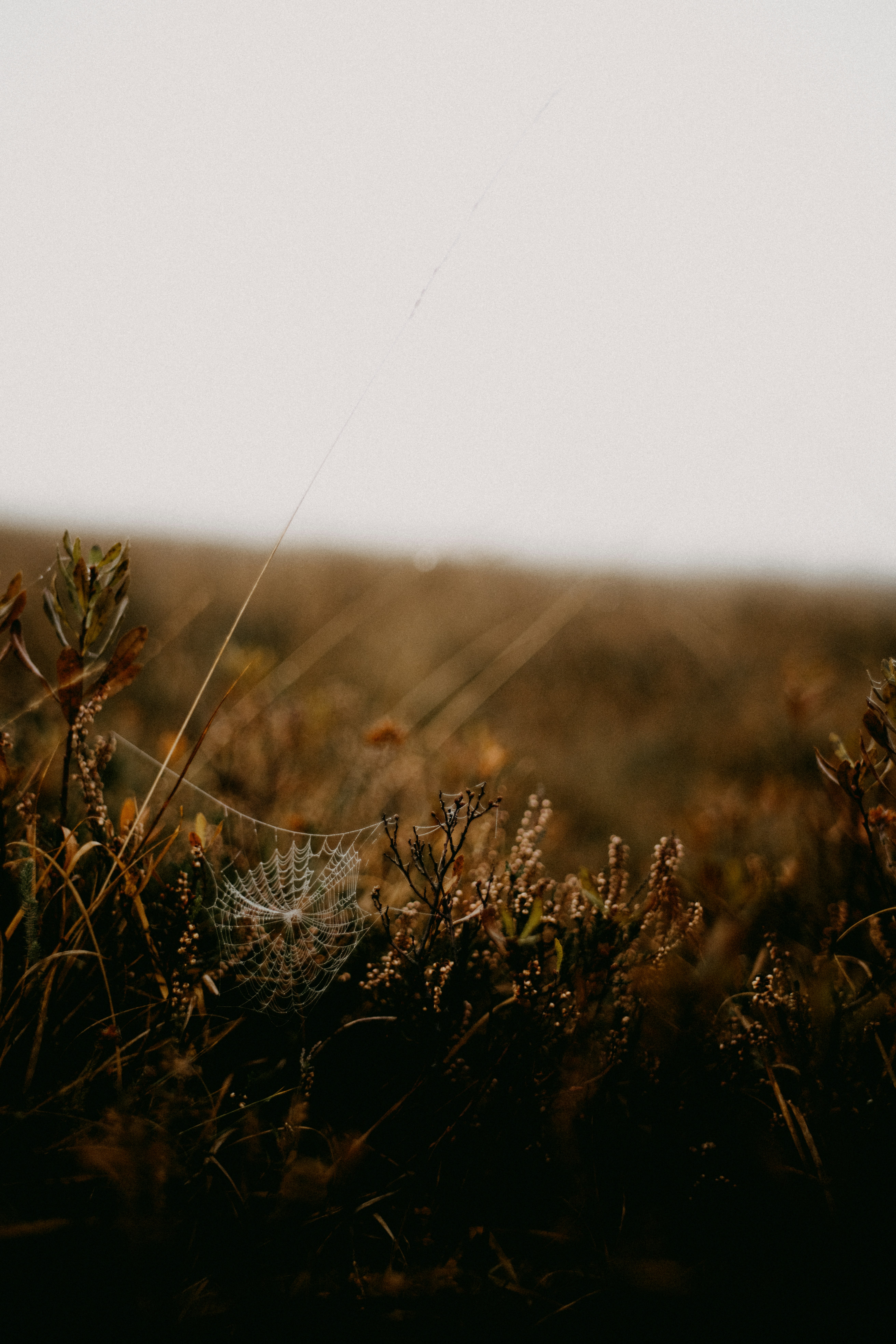 Photo by anniespratt