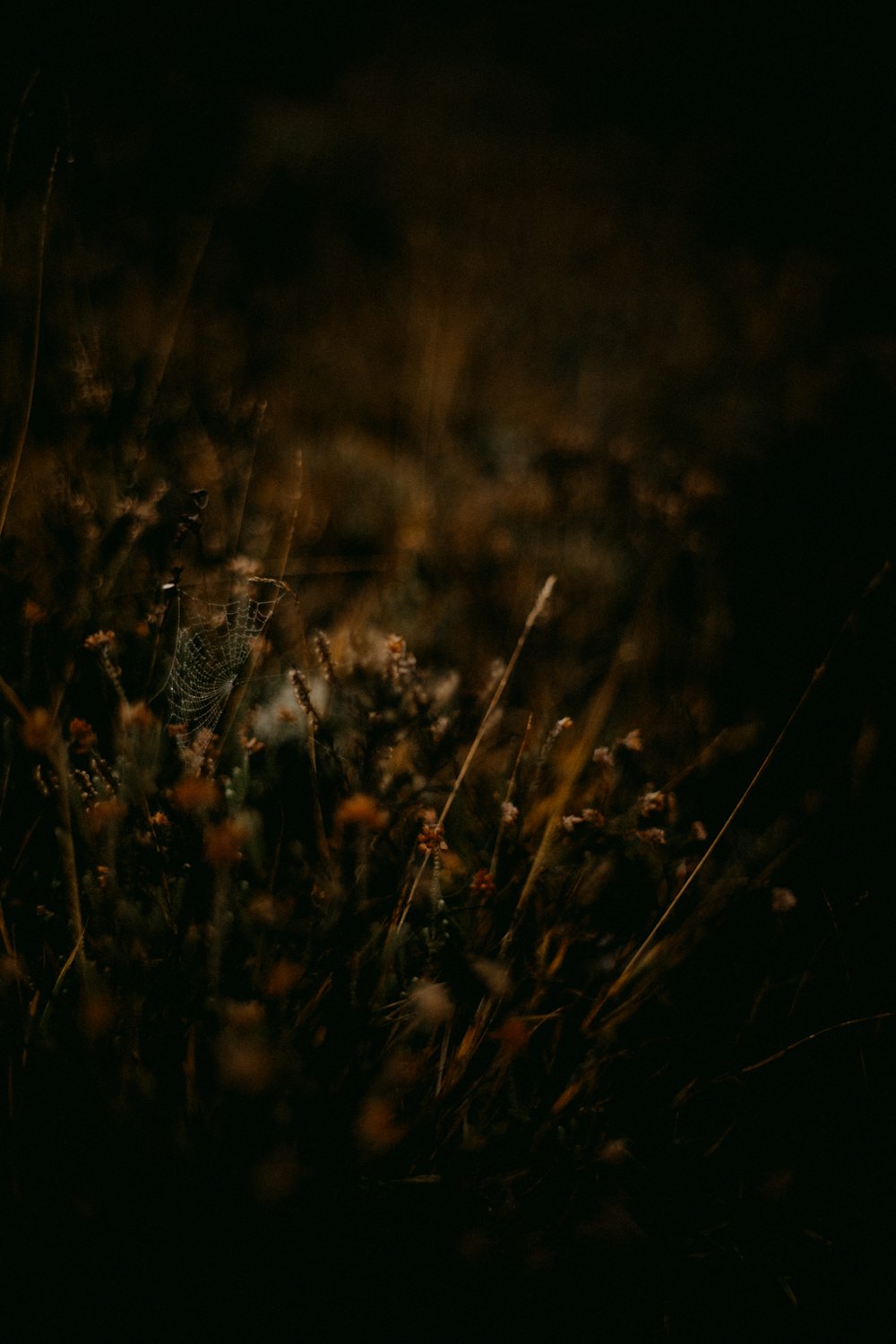 a blurry photo of a bird in the grass