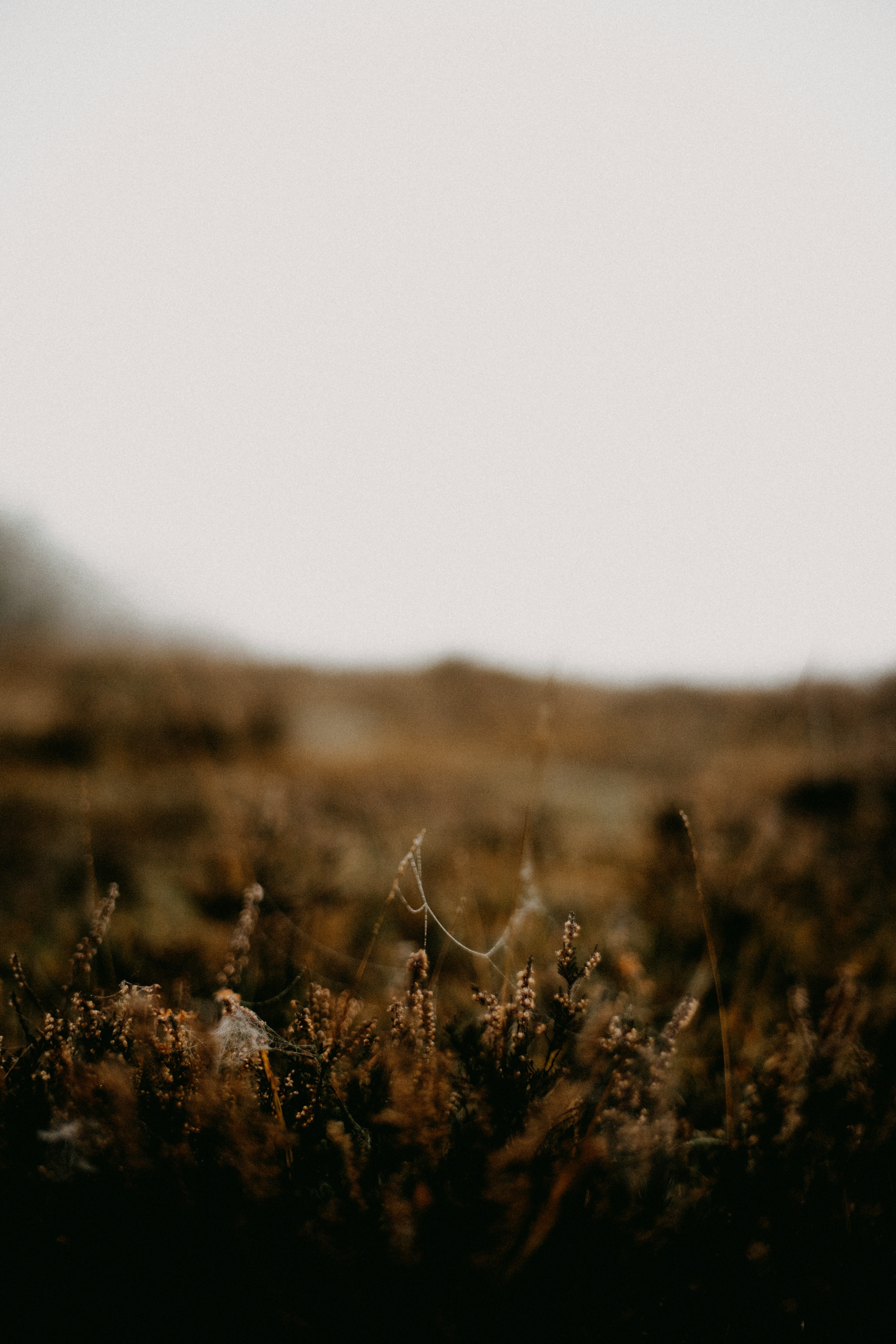 Photo by anniespratt